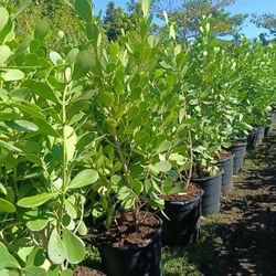 CLUSIA PRIVACY HEDGE PLANTS 15GL $40🌿🌿