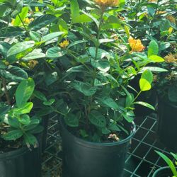 Ixora Plants Yellow 3gallon 