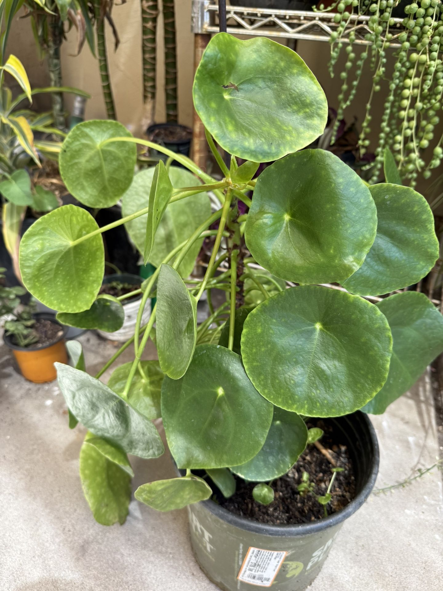 Chinese Money Plant Pilea Peperomioides