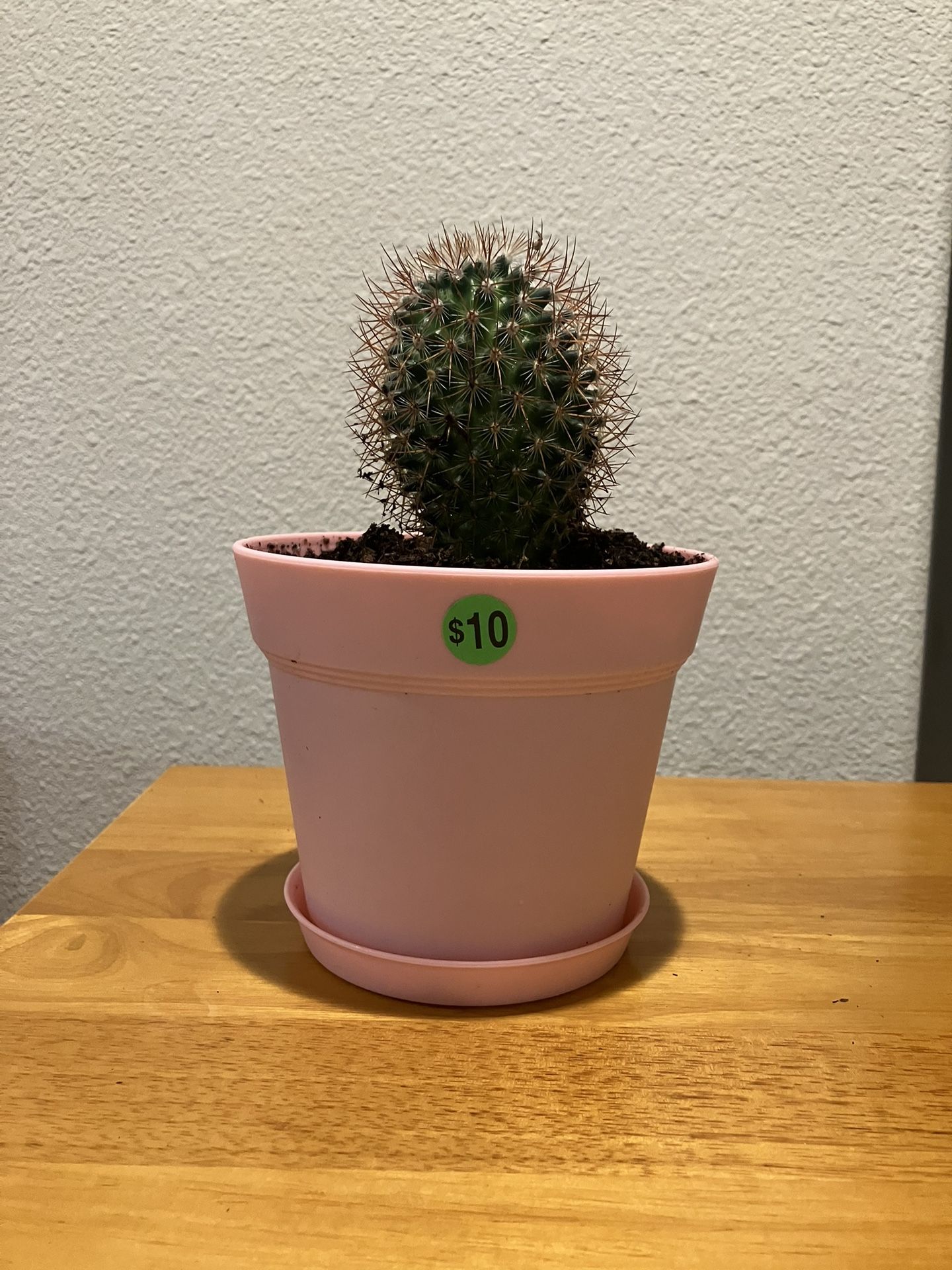 Mamillaria Rhondatha