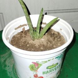 Aloe Vera Plant 