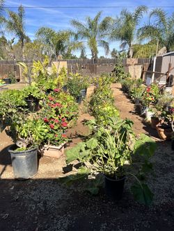 Plants for Sale