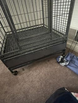 Black Birds Cage
