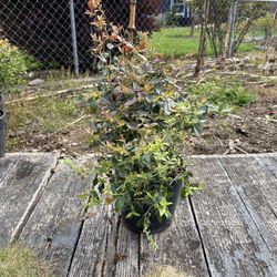 Blueberry Plants - 2 Gallon, Sunshine Blue