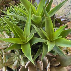 Succulents