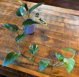Rooted Pothos in La Fermière Jar in Greenwood