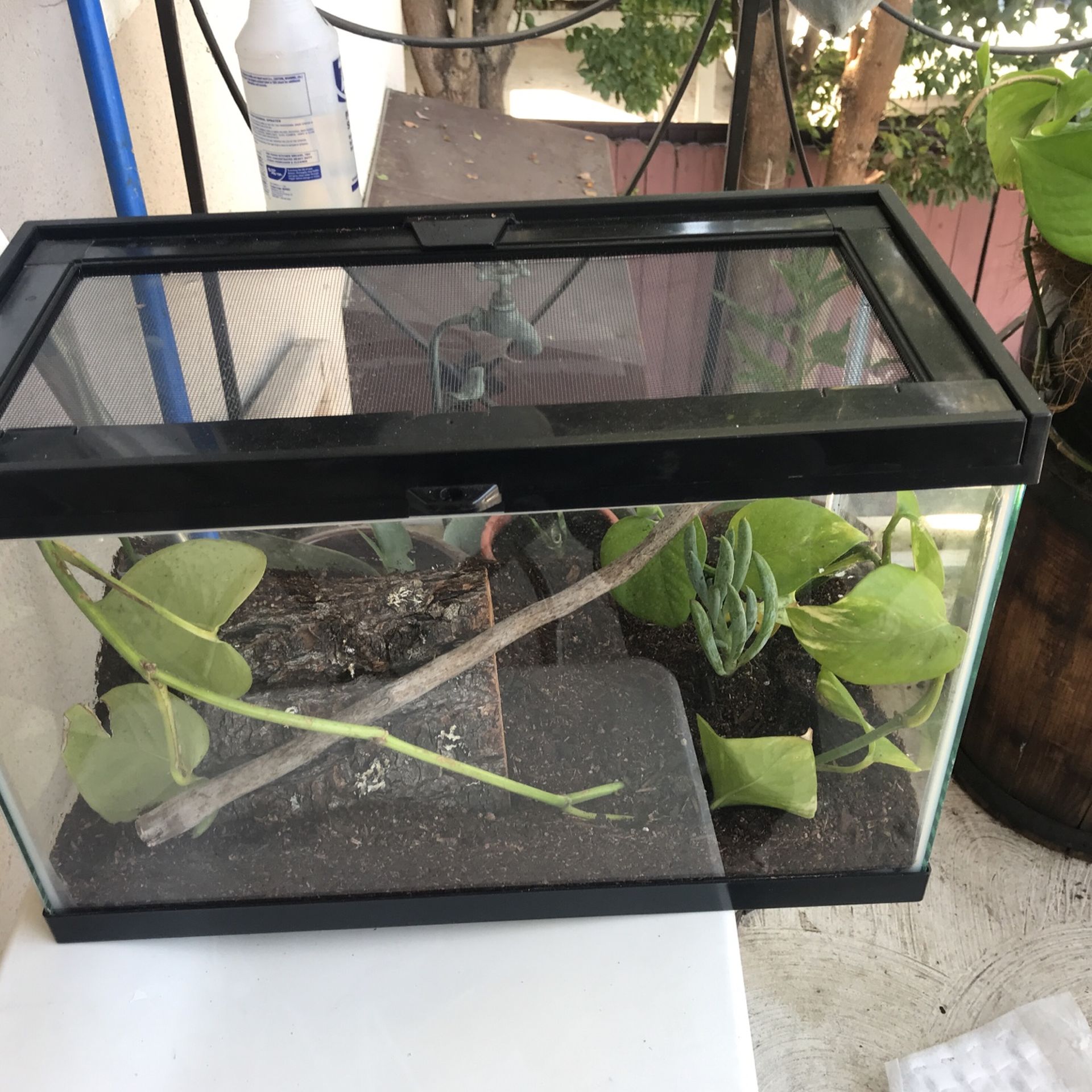 Terrarium 16” X 8 1/2” Width / Height 11” Comes With Heat Lamp And Regular Light