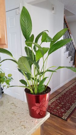 White Premium Sympathy Peace Lily - Indoor Plants
