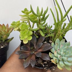 Rare Fairy Garden Succulent And Plant Variety Pot 4 Inch 