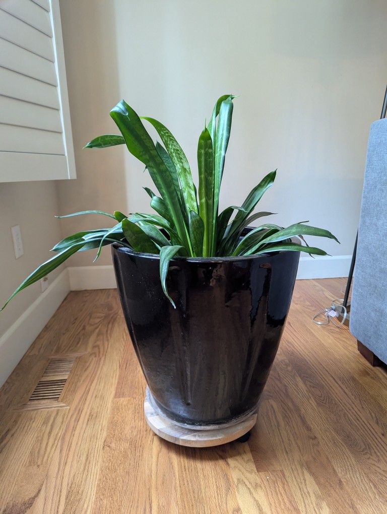 Ceramic Indoor Outdoor Planters