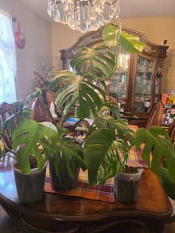Monstera albo Diferentes sizes and prices