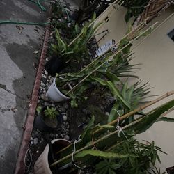 Dragon Fruit Plant
