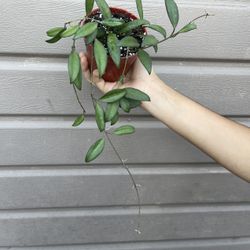 4” Hoya Rosita