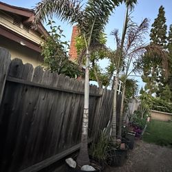 Fox tail Palm tree