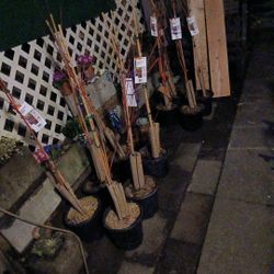 Japanese Maple Trees (10 TREES)