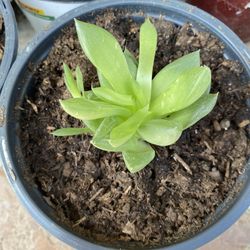Haworthia Retusa Succulent Plant
