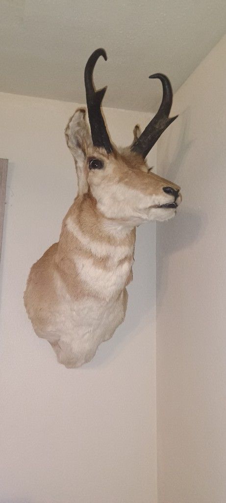 Elk Head