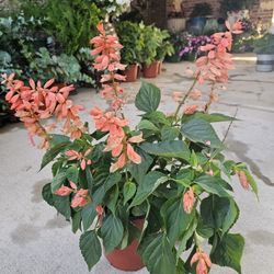 Scarlet Sage PLANTS ARRIVE, BEAUTIFUL AND HEALTHY. $10 EACH