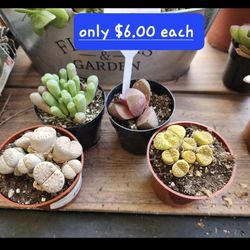 LITHOPS LIVING STONES. SEVERAL TO CHOOSE FROM SUNDAY IN SAN LORENZO CA