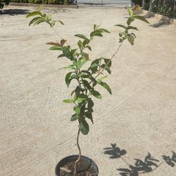 Guayabo / Guava Tree