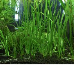 Vallisneria (Spiralis) Italian Bunch