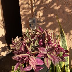 Red Plant 