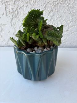 Euphorbia Flanaganii Crest