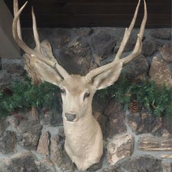 Deer Taxidermy