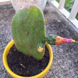 Flowering Cactus In Glazed Pot