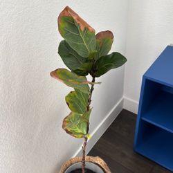 Sad Fiddle-leaf Fig Needs Experienced Owner 