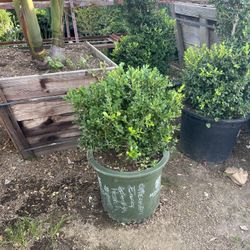 Boxwood Globe