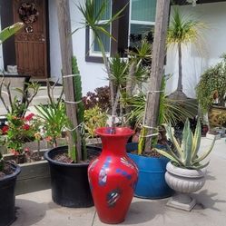 Dracaena Marginata Dragon Tree