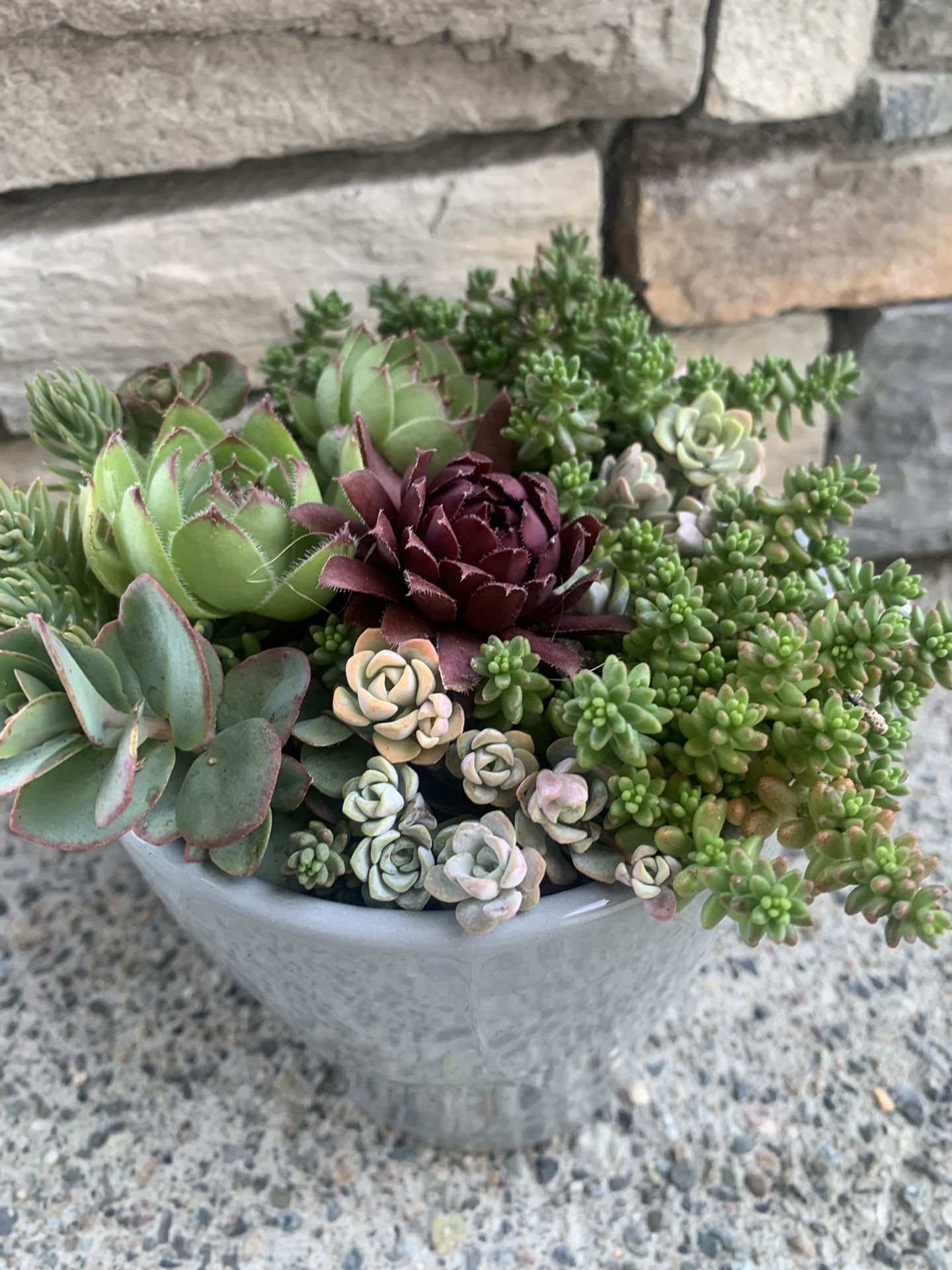 Live outdoor succulent arrangement in gray ceramic pot