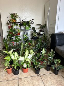 Plants for sale 10 each