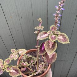 Coleus Plant With Pot And Pedestal