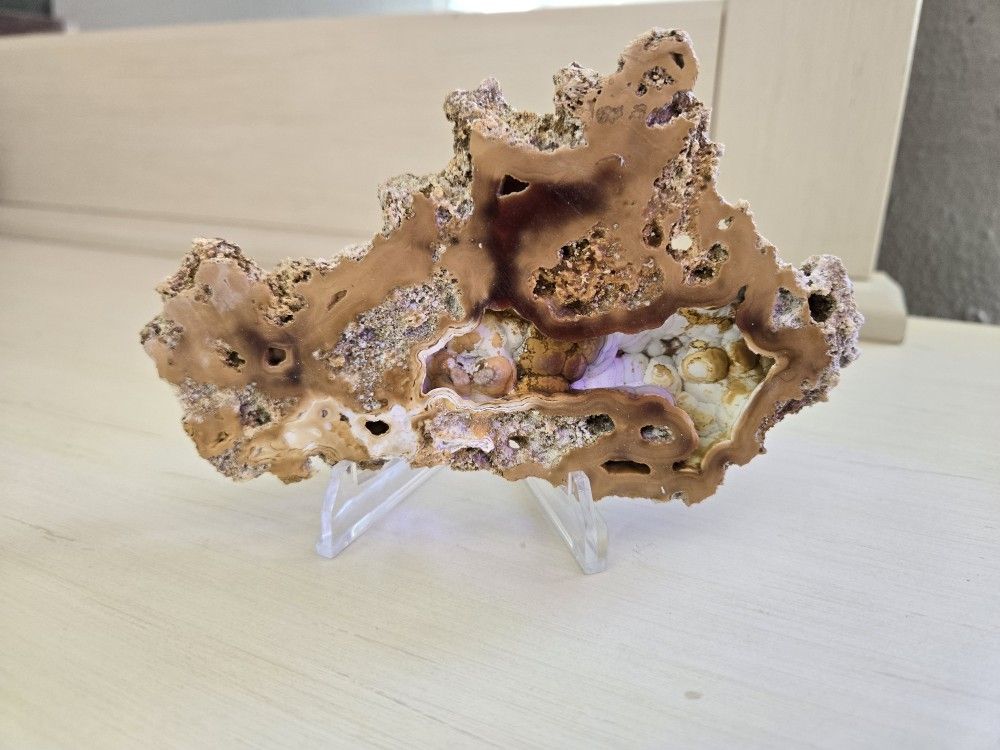 Fossilized Coral