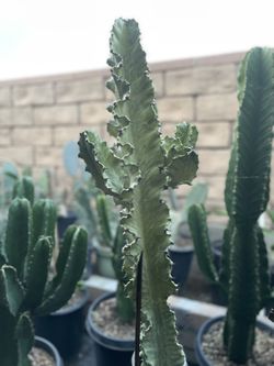 Euphorbia Ammak cactus