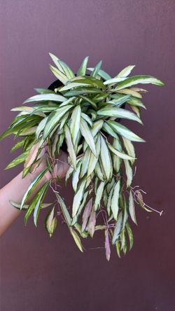 6” variegated hoya wayettii