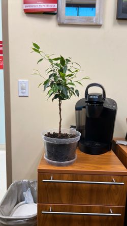 Benjamín ficus Real