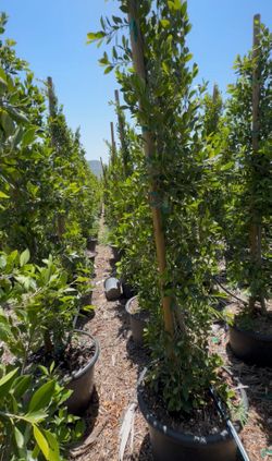 🌵Ficus Trees🌱