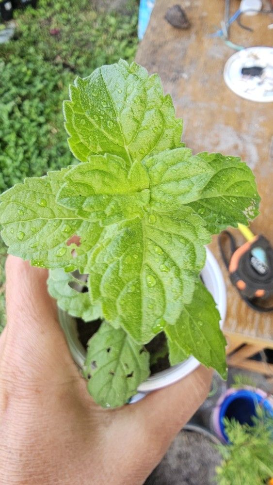 Grapefruit Mint Starter Plant, Rooted