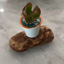 Succulents 3 For $5