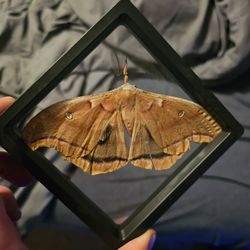 Ployphemus moth framed specimen (antenna detached)
