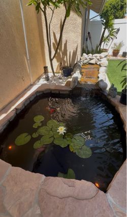 Water Lilies