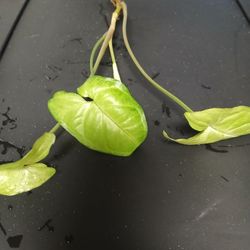 White Butterfly ( Syngonyum Plant )