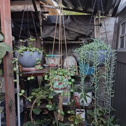 Hanging Indoor Plants 