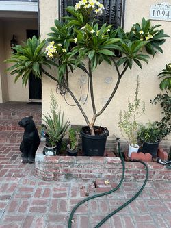 Planta plumeria