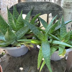 Succulent Plant