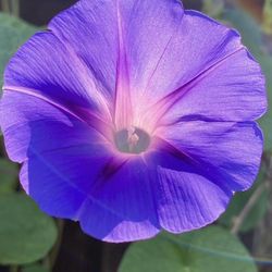 Large Pot Of Morning Glory Plants