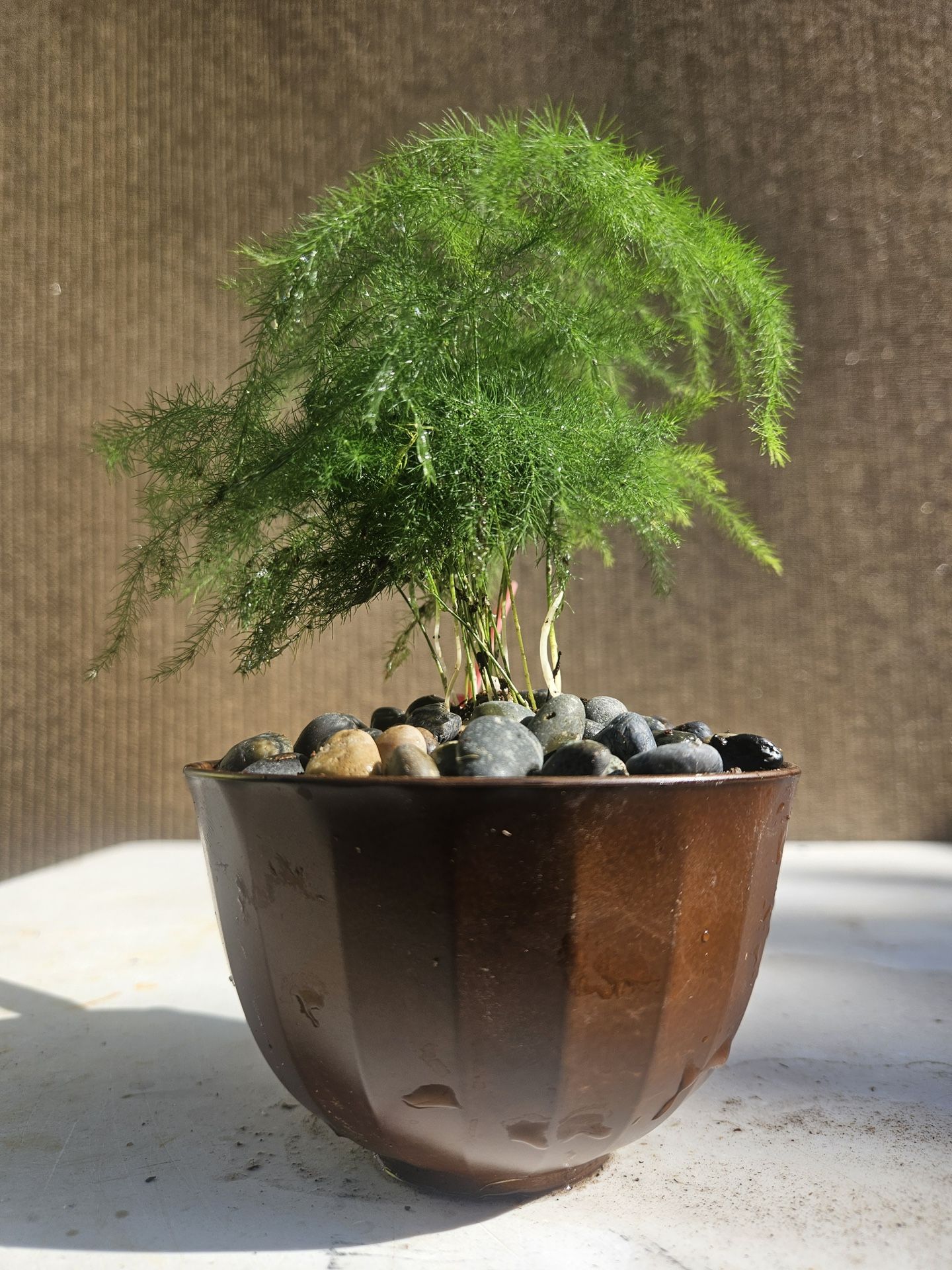Asparagus Fern ( Asparagus setaceus ) Bonsai Tree, Outdoor and Indoor plant